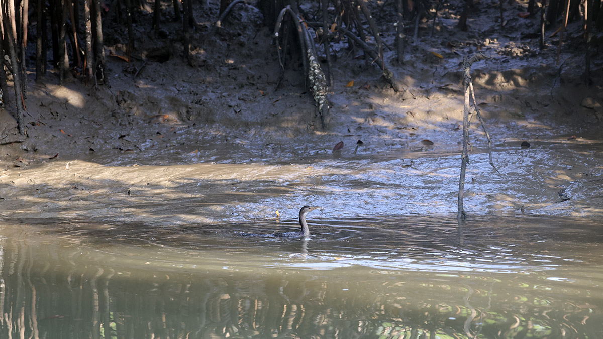 Long-tailed cormorant